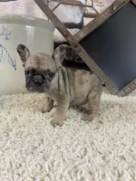 Kimmy, a female French Bulldog for sale in Saint Joseph, MO – 5 of 8