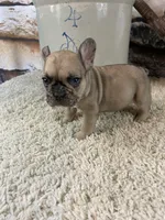 Jax, a male French Bulldog for sale in Saint Joseph, MO – 4 of 7