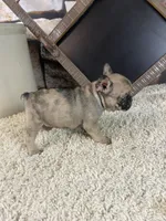 Kimmy, a female French Bulldog for sale in Saint Joseph, MO – 7 of 8
