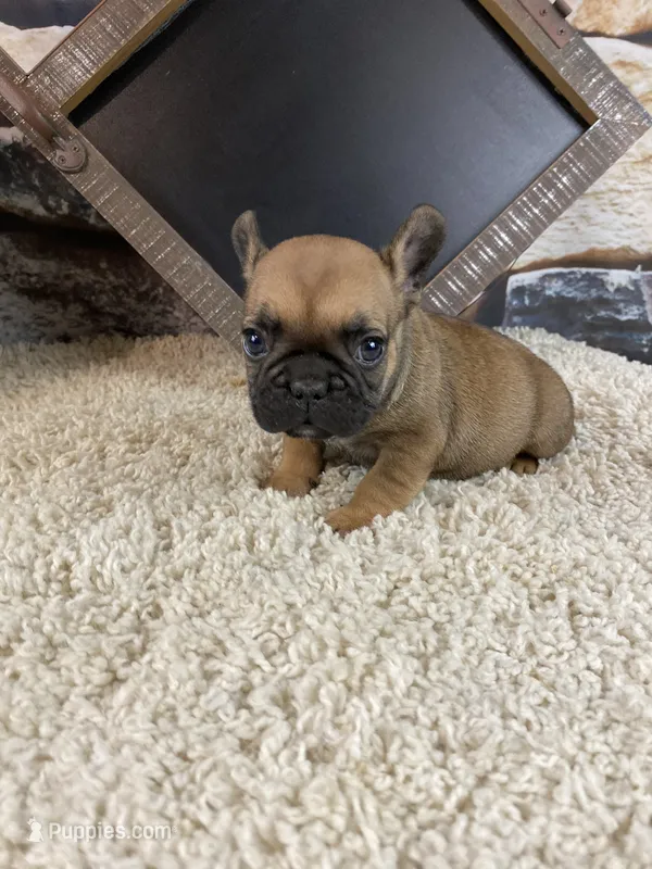 Buster – French Bulldog puppy for sale in Saint Joseph, MO