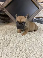 Buster, a male French Bulldog for sale in Saint Joseph, MO – 1 of 9