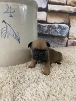 Buster, a male French Bulldog for sale in Saint Joseph, MO – 5 of 8