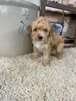 Brady, a male Poodle - Toy  for sale in Saint Joseph, MO – 3 of 8