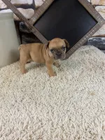 Kane, a male French Bulldog for sale in Saint Joseph, MO – 3 of 7