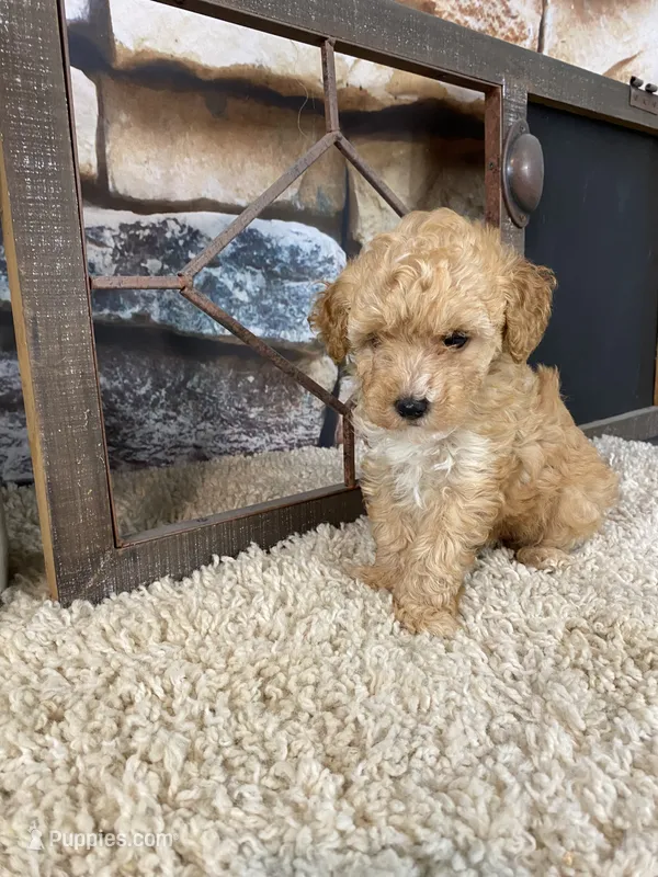 Brady – Poodle - Toy  puppy for sale in Saint Joseph, MO