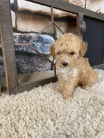 Brady, a male Poodle - Toy  for sale in Saint Joseph, MO – 2 of 8