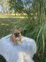 Kane, a male French Bulldog for sale in Saint Joseph, MO – 5 of 7