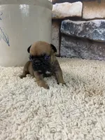 Buster, a male French Bulldog for sale in Saint Joseph, MO – 6 of 8
