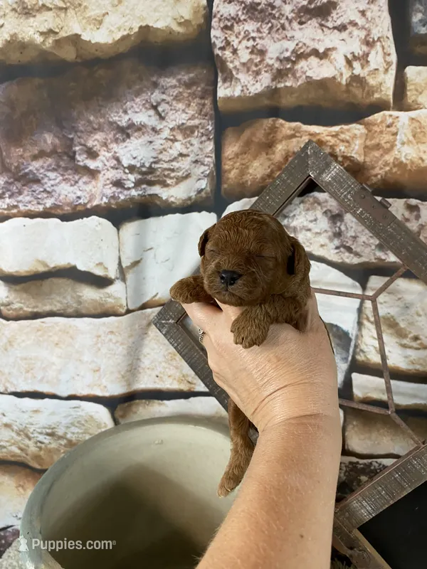 Calvin – Poodle - Toy  puppy for sale in Saint Joseph, MO