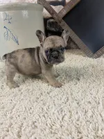 Kimmy, a female French Bulldog for sale in Saint Joseph, MO – 6 of 8