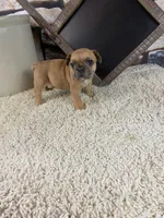 Kane, a male French Bulldog for sale in Saint Joseph, MO – 6 of 7
