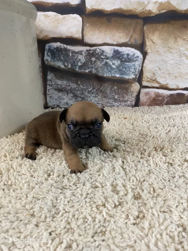 Buster – French Bulldog puppy for sale in Saint Joseph, MO