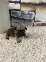 Buster, a male French Bulldog for sale in Saint Joseph, MO – 1 of 8