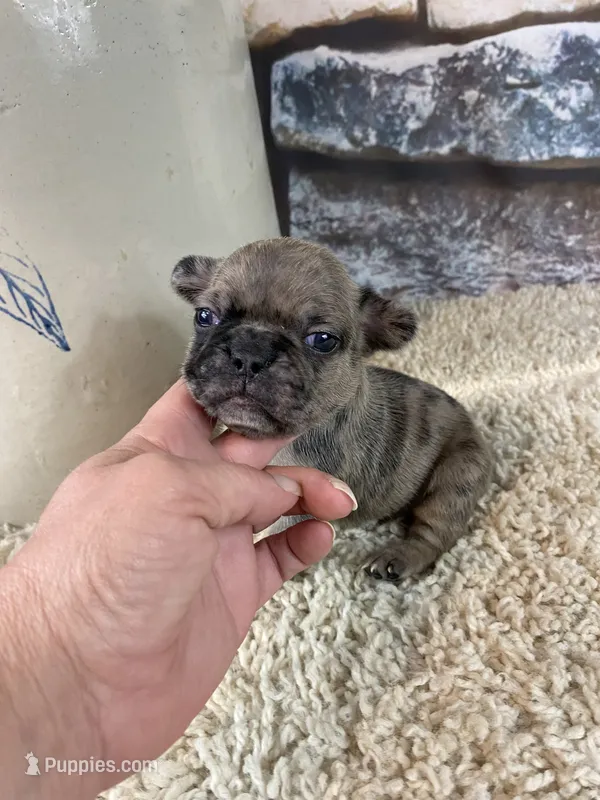 Kimmy – French Bulldog puppy for sale in Saint Joseph, MO