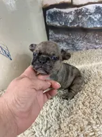 Kimmy, a female French Bulldog for sale in Saint Joseph, MO – 1 of 6