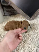 Hudson, a male Poodle - Toy  for sale in Saint Joseph, MO – 4 of 7