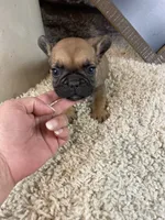 Buster, a male French Bulldog for sale in Saint Joseph, MO – 7 of 9