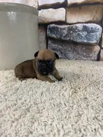 Buster, a male French Bulldog for sale in Saint Joseph, MO – 4 of 8