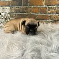 Piper, a female French Bulldog for sale in Saint Joseph, MO – Photo 6 of 7