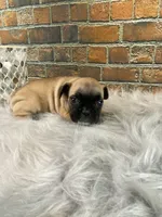 Piper, a female French Bulldog for sale in Saint Joseph, MO – Photo 6 of 7