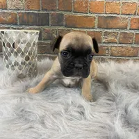 Piper, a female French Bulldog for sale in Saint Joseph, MO – Photo 7 of 7