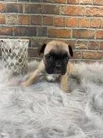 Piper, a female French Bulldog for sale in Saint Joseph, MO – Photo 7 of 7