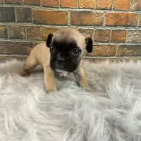 Piper, a female French Bulldog for sale in Saint Joseph, MO – Photo 4 of 7