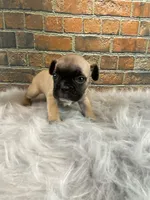 Piper, a female French Bulldog for sale in Saint Joseph, MO – Photo 4 of 7