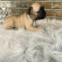 Piper, a female French Bulldog for sale in Saint Joseph, MO – Photo 5 of 7