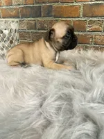 Piper, a female French Bulldog for sale in Saint Joseph, MO – Photo 5 of 7