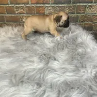 Piper, a female French Bulldog for sale in Saint Joseph, MO – Photo 3 of 7