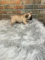 Piper, a female French Bulldog for sale in Saint Joseph, MO – Photo 3 of 7