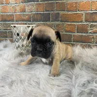 Piper, a female French Bulldog for sale in Saint Joseph, MO – Photo 1 of 7