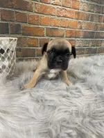 Piper, a female French Bulldog for sale in Saint Joseph, MO – Photo 2 of 7