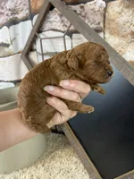 Calvin, a male Poodle - Toy  for sale in Saint Joseph, MO – 4 of 5