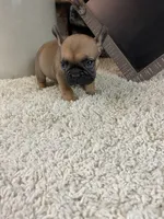 Buster, a male French Bulldog for sale in Saint Joseph, MO – 3 of 9