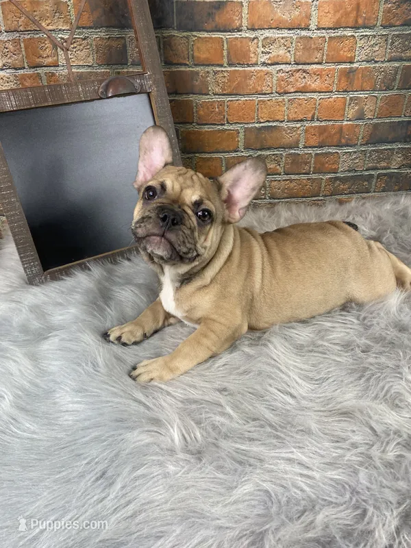 Jax – French Bulldog puppy for sale in Saint Joseph, MO