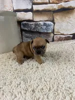 Kane, a male French Bulldog for sale in Saint Joseph, MO – 6 of 8