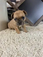 Kane, a male French Bulldog for sale in Saint Joseph, MO – 2 of 7