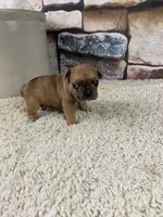 Kane, a male French Bulldog for sale in Saint Joseph, MO – 8 of 8