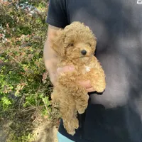 Stella REDUCED, a female Poodle - Toy  for sale in Saint Joseph, MO – Photo 3 of 10