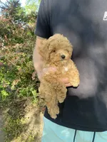 Stella REDUCED, a female Poodle - Toy  for sale in Saint Joseph, MO – Photo 3 of 10