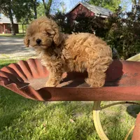 Stella REDUCED, a female Poodle - Toy  for sale in Saint Joseph, MO – Photo 6 of 10