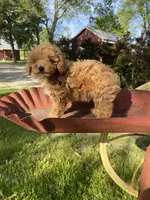 Stella REDUCED, a female Poodle - Toy  for sale in Saint Joseph, MO – Photo 6 of 10