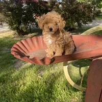Stella REDUCED, a female Poodle - Toy  for sale in Saint Joseph, MO – Photo 1 of 10
