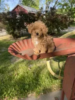 Stella REDUCED, a female Poodle - Toy  for sale in Saint Joseph, MO – Photo 1 of 10