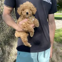 Stella REDUCED, a female Poodle - Toy  for sale in Saint Joseph, MO – Photo 7 of 10