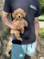 Stella REDUCED, a female Poodle - Toy  for sale in Saint Joseph, MO – Photo 7 of 10