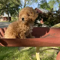Stella REDUCED, a female Poodle - Toy  for sale in Saint Joseph, MO – Photo 5 of 10