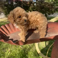 Stella REDUCED, a female Poodle - Toy  for sale in Saint Joseph, MO – Photo 9 of 10